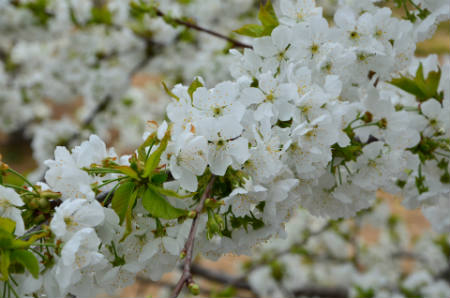 El cerezo en flor