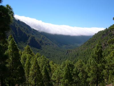 El pinar de la Caldera de Taburiente