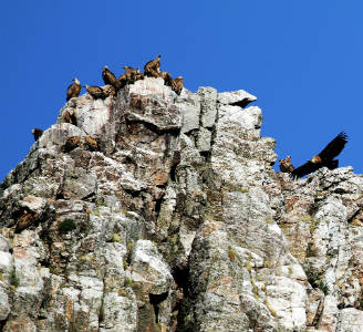 Flora y fauna de Monfragüe