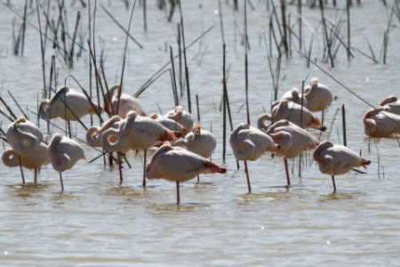 Refugio de aves